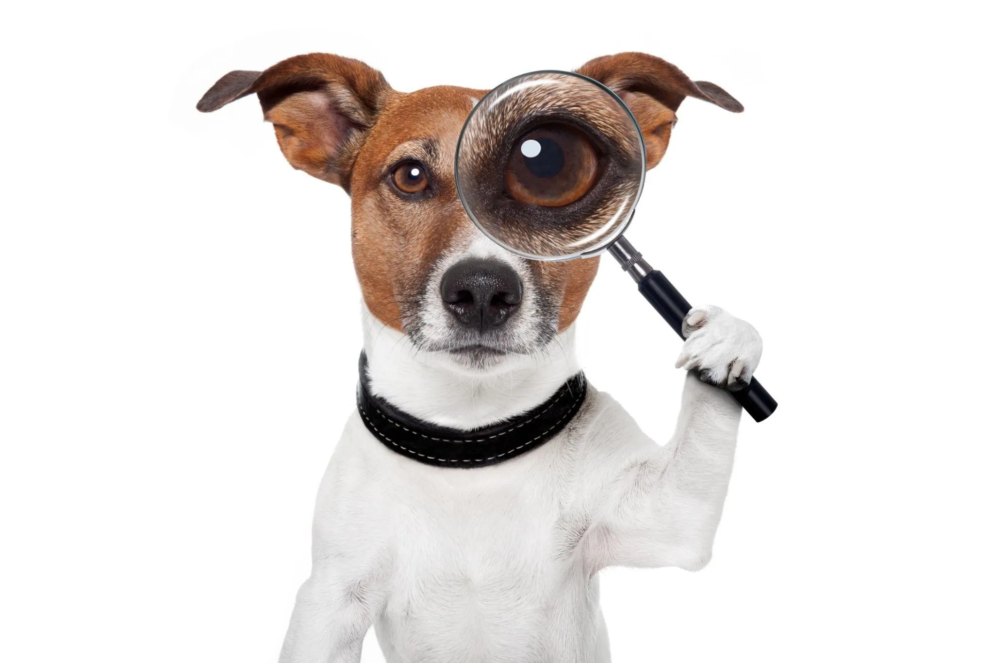 Dog holding a magnifying glass, enlarging one eye as if closely inspecting something on b2b new product development research